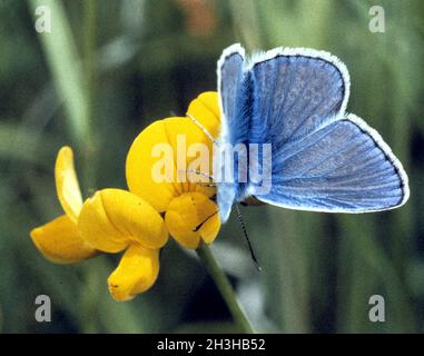Kronwicken-Blaeuling ; Plebeius argyrognomon Blaeuling ; ; ; Banque D'Images