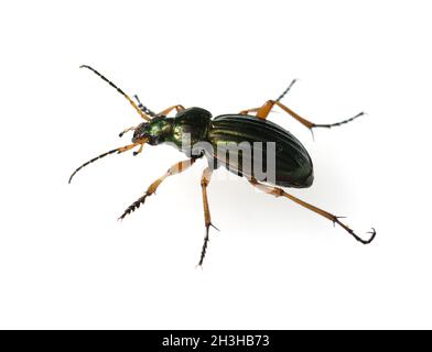 Coléoptère terrestre; Carabidae; coléoptère doré; Carabus auratus Banque D'Images