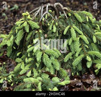 Épinette de Norvège; Picea abies; pendula majeur Banque D'Images