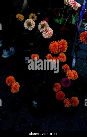 Grappes de fleurs saisonnières de la fin de l'été, vendues par des agriculteurs au marché vert Union Square à New York. Banque D'Images