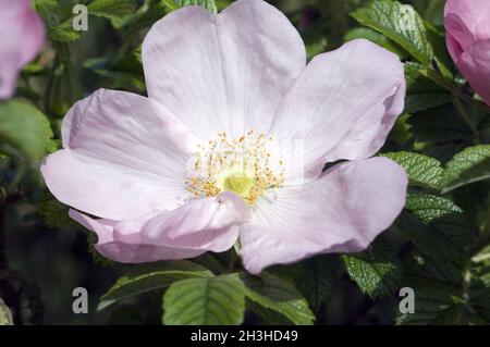 Rose Apple Banque D'Images