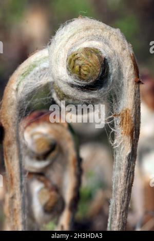 Fern royal, Osmunda regalis Banque D'Images