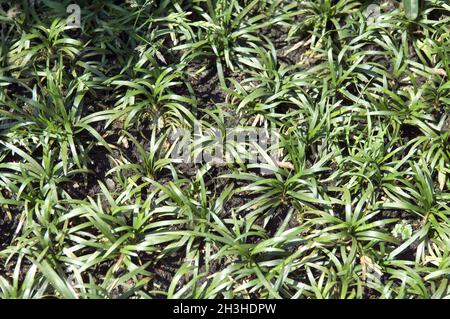 Barbe naissante japonaise; Ophiopogon japonicus Banque D'Images