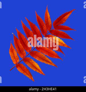 Arbre de vinaigre, Rhus, hirta, feuillage d'automne, Banque D'Images