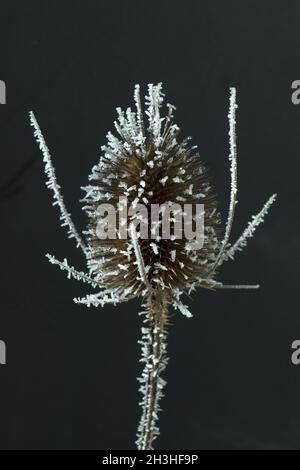 Chardon cardoon, dipsacus, houarfrost, Banque D'Images