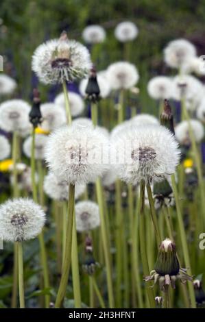 Pissenlit, Loewenzahn; Taraxacum officinale Banque D'Images