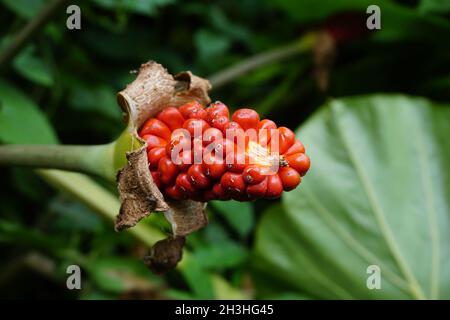 Fleur de Taro (Colocasia esculenta, gothe) avec fond naturel.Colocasia esculenta est une plante tropicale cultivée principalement pour ses cormes comestibles, une racine Banque D'Images