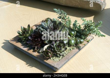 Bol à fleurs; houseleek Banque D'Images