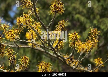 À poil mou, noisette de sorcière; noisette de sorcière; Banque D'Images