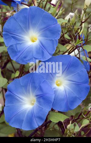 Pompon ; Ipomoea Banque D'Images