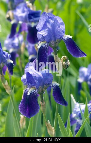 Allemande iris Banque D'Images