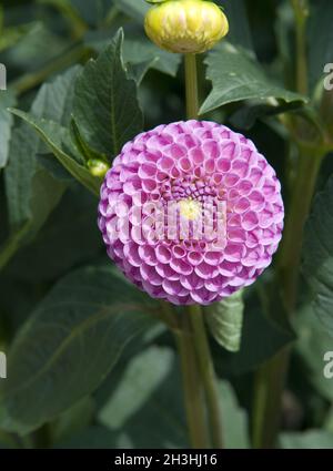 Pompon dahlias; Franz Kafka Banque D'Images