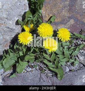 Taraxacum officinale Loewenzahn ; ; ; Banque D'Images