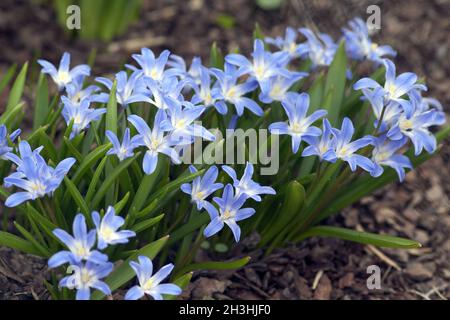 Fierté de la neige; brillance de la neige; chionodoxa Banque D'Images