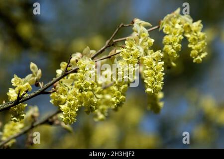 Hazèle factice ; Corylopsis sinensis ; Banque D'Images