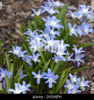 Fierté de la neige; brillance de la neige; chionodoxa Banque D'Images