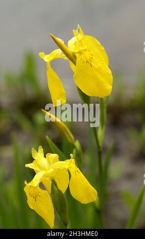 Iris Marsh ; pseudo-iris ; Banque D'Images