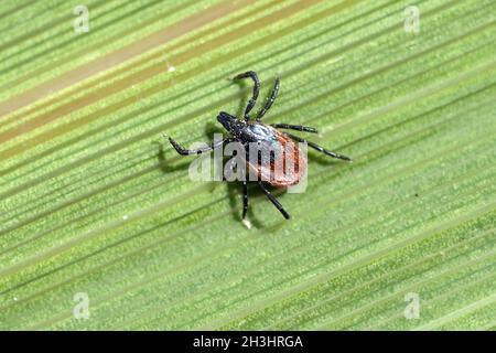 Zecke ; Holzbock ; l'Ixodes ricinus ; ; Banque D'Images