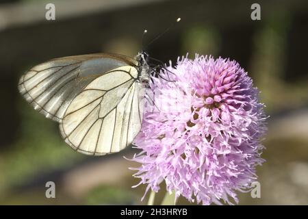 Baumweissling, merlan d'arbres, Aporia, crataegi, Banque D'Images