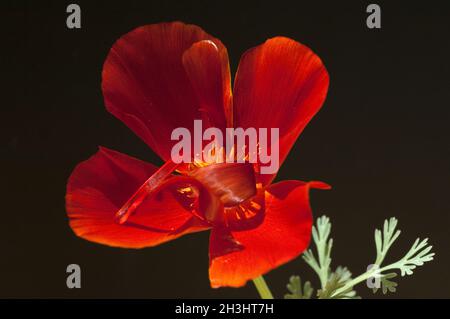 Californie ; coquelicot ; eschscholzia ; californica ; Banque D'Images