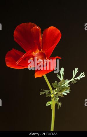 Californie ; coquelicot ; eschscholzia ; californica ; Banque D'Images