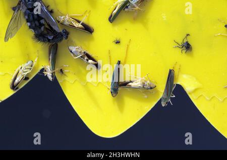 Piège jaune, piège à insectes Banque D'Images