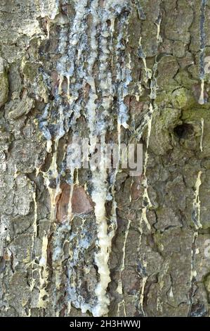 Tronc d'épinette, résine, Picea, abies Banque D'Images