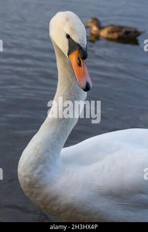 Mute Swan (Cygnus olor).Aspect latéral.Col long 25 os de cou donnent la capacité d'avoir une vision à 360 degrés.Whitlingham Park, Norwich.Broadland, Norfolk. Banque D'Images