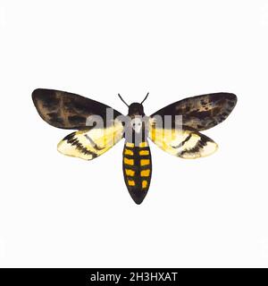 La tête de la mort est isolée sur fond blanc.Illustration aquarelle dessinée à la main. Illustration de Vecteur