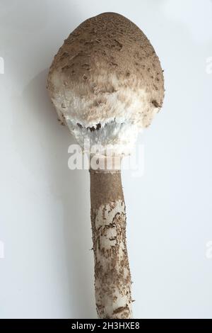 Macrolepiota procera, Parasolpilz, J, Banque D'Images