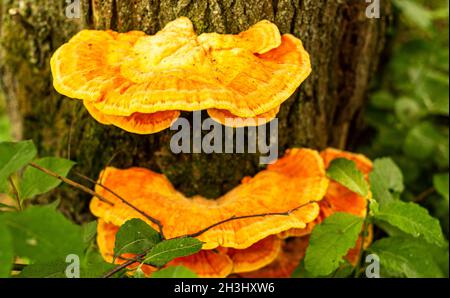 Champignon de l'urine jaune-soufre ou Laetiporus sulfureus - famille des champignons de l'urine Polyporaceae poussant sur les arbres. Banque D'Images