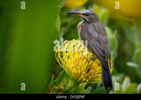 Cape Sugarbird (cafetière Promerops) sur la fleur de Leucospermum.Chemin de falaise, Hermanus, la côte des baleines, Overberg, Western Cape.Afrique du Sud Banque D'Images