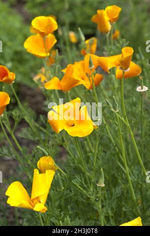 Californie ; coquelicot ; eschscholzia ; californica ; Banque D'Images