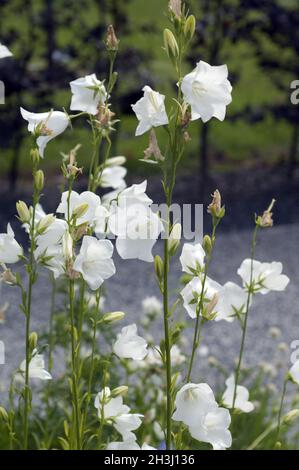 Pfirsichblaettrige Glockenblume, Campanula persicifolia,, Banque D'Images