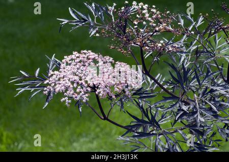 Holunder ; Sambucus nigra ; dentelle noire ; Banque D'Images