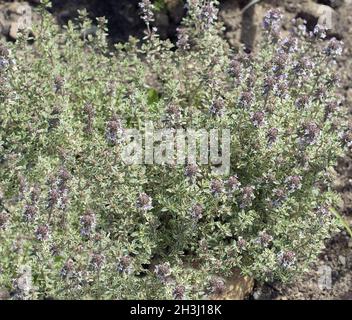 Thym, à bords blancs, roi d'argent ; Thymus ; vulgaris ; Banque D'Images