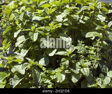 Le Mandarin, Mentha piperita Pfefferminze ; x. Mitcham, Banque D'Images