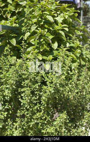 Herbes de cuisine, mandarine, menthe poivrée; Banque D'Images