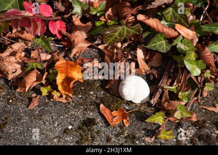 feuilles aux couleurs vives en octobre sur le trottoir avec une coquille d'escargot blanche abandonnée magnifique arrière-plan d'automne avec espace de copie Banque D'Images