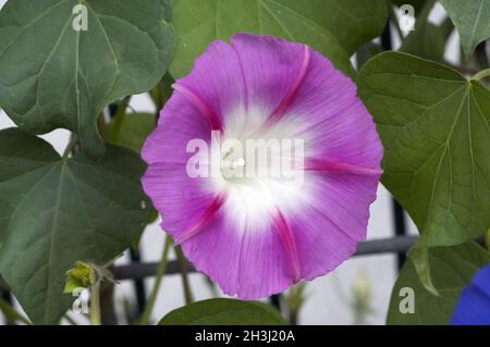 Vigne à la pomme de douche tricolore ; Ipomoea ; purpurea ; Banque D'Images