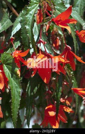 Haengengbegonie, Begonia, Boliviensis, Bonfire, Banque D'Images