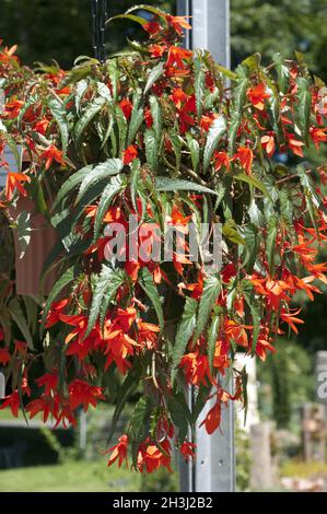 Haengengbegonie, Begonia, Boliviensis, Bonfire, Banque D'Images