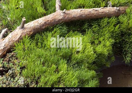 PIN nain, Pinus mugo, plantation de tombes; Banque D'Images