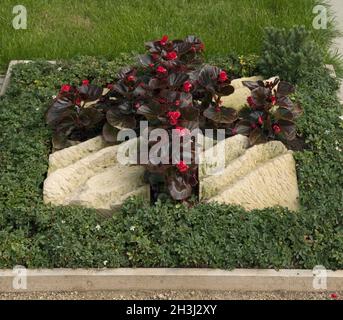 Plantation de tombes, arbuste à doigts, potentilla, Banque D'Images