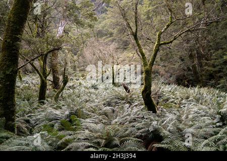 Forêt indigène de Nouvelle-Zélande, fiordland Banque D'Images