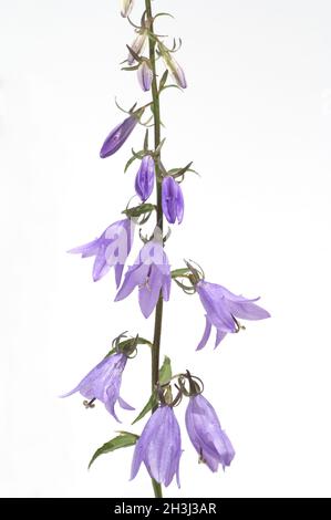 Raiponce-Glockenblume, Campanula, Raipunculus Banque D'Images