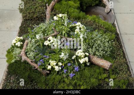 Plantation de tombes, mitchella, repens, baie de perdrix, pin nain, Banque D'Images