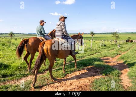 Gauchos travaillant avec des bovins à Santiago, Paraguay. Banque D'Images