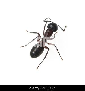 Fourmi de cheval noir; Camponotus; herculius Banque D'Images