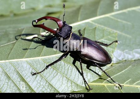 Dendroctone du cerf; Lucanus; cervus; dendroctone du mois de mai Banque D'Images
